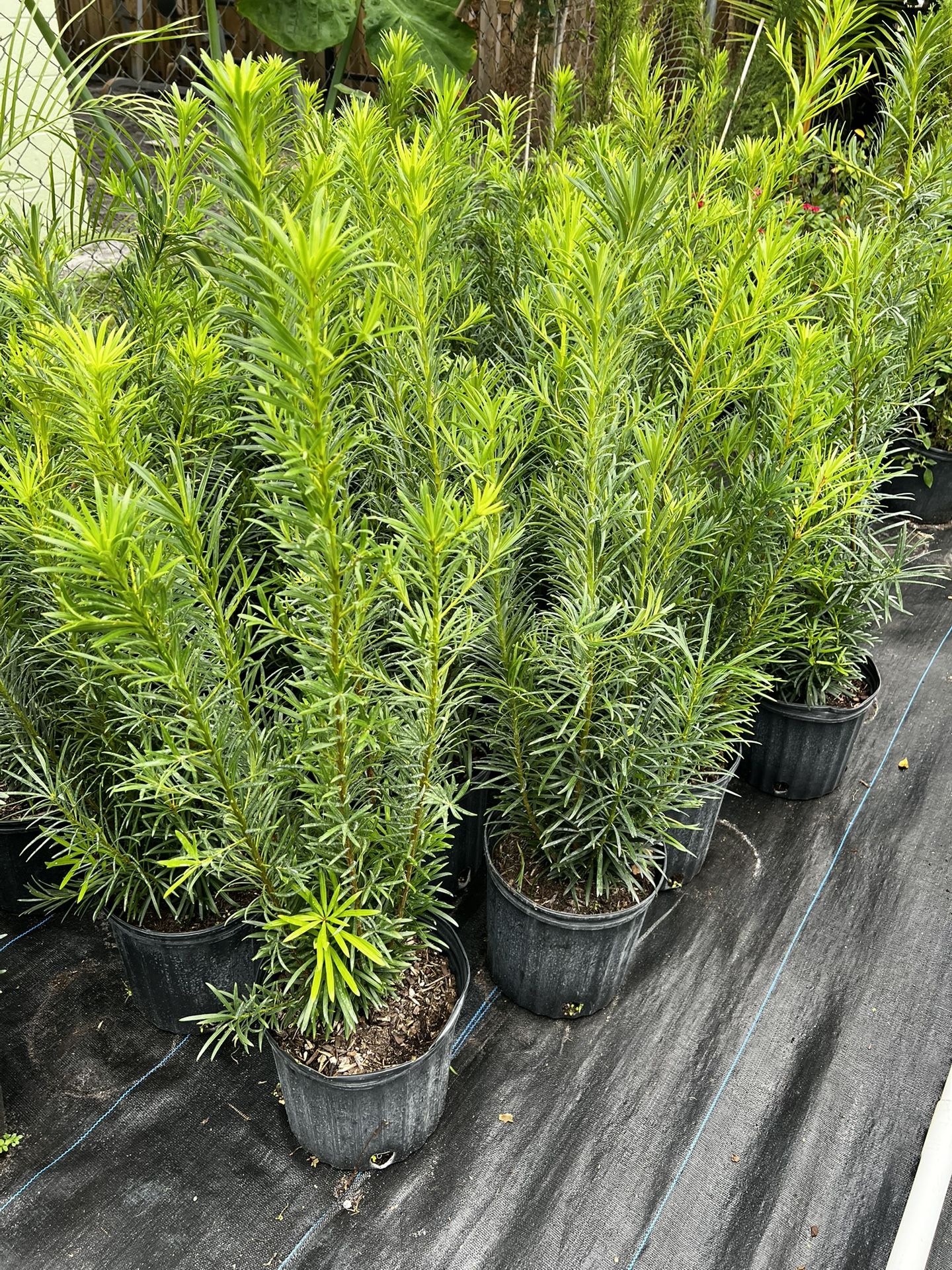 PODOCARPUS PLANT (Amazing Hedging, Privacy, Garden Back drop etc.)