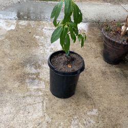 Hass Avocado