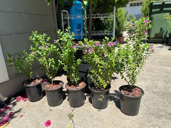 Sweet Peas Shrub ‘petite butterfly’