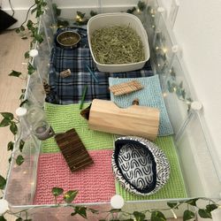 Guinea Pig Set Up Includes Everything 