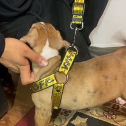 Offwhite Dog Collar leash & Harness 