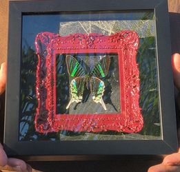 Framed butterfly