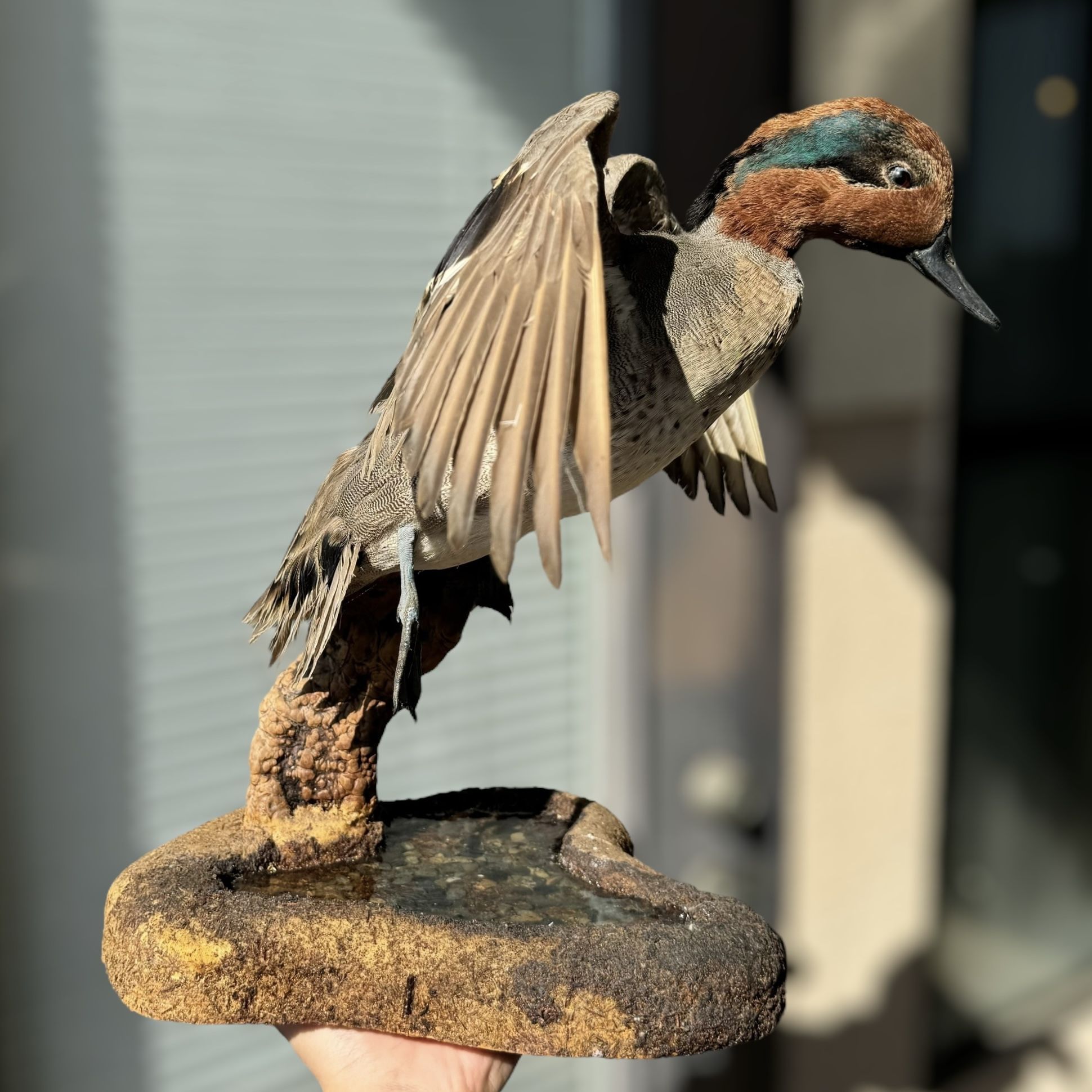 GREEN WINGED TEAL DUCK FLYING TAXIDERMY MOUNT