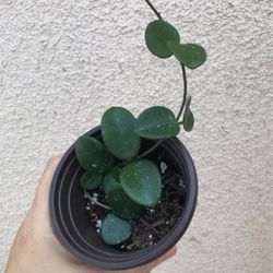Hoya Mathilde Plant