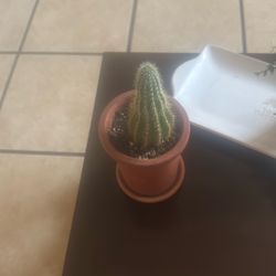 Cactus 