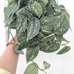 Scindapsus Pictus Argyraeus Silver Satin Pothos Plant 6" Pot - Indoor House Plants