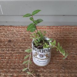 Asian Jasmine & Succulents 