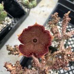 4” stapelia persian carpet