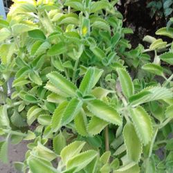 Coleus Amboinicus