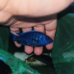 Aquarium Supplies