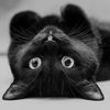 Katt
