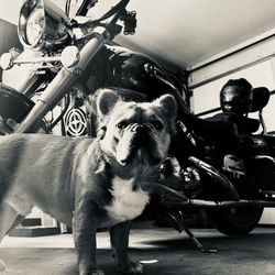 2005 Yamaha RoyalStar tour deluxe 1300cc