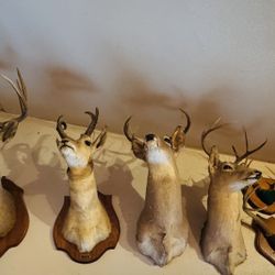 Deer taxidermy shoulder mounts