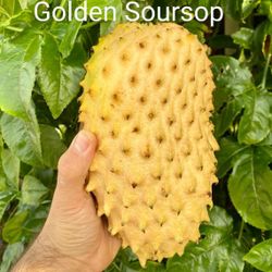 Yellow Fruit Soursop Plant 