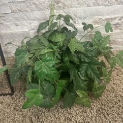 Artificial Plants Assorted