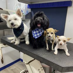 Dog grooming 