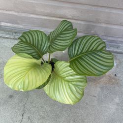 6” calathea orbifolia big leafs