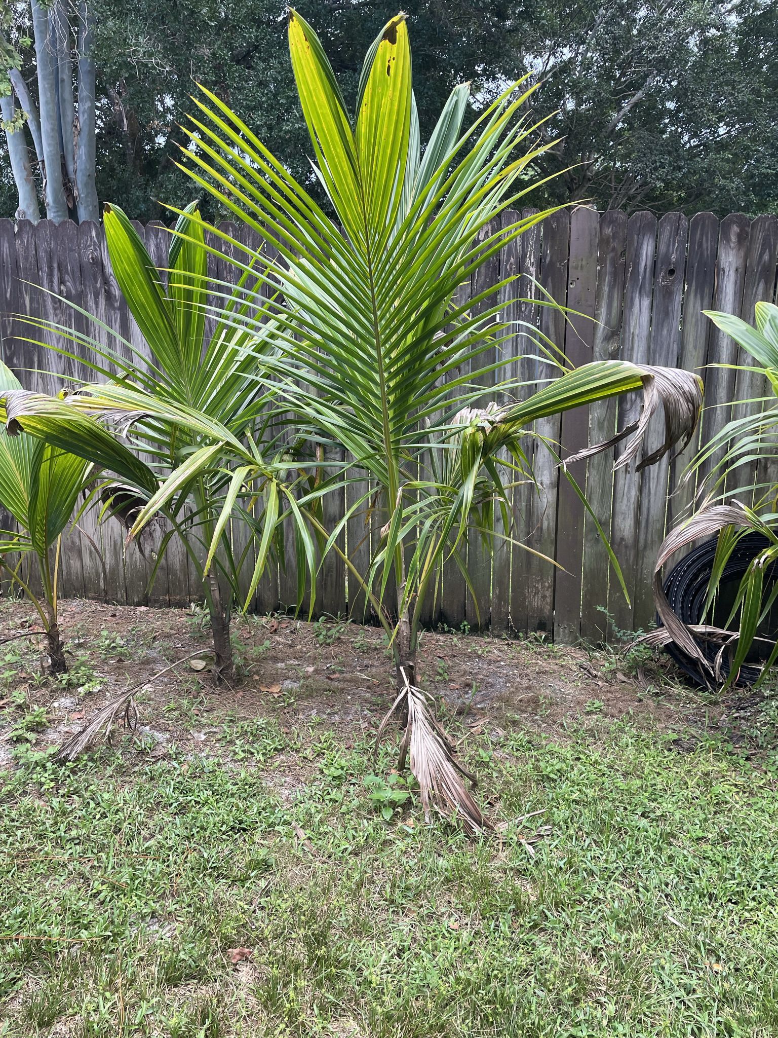 Coconut Palm Tree 