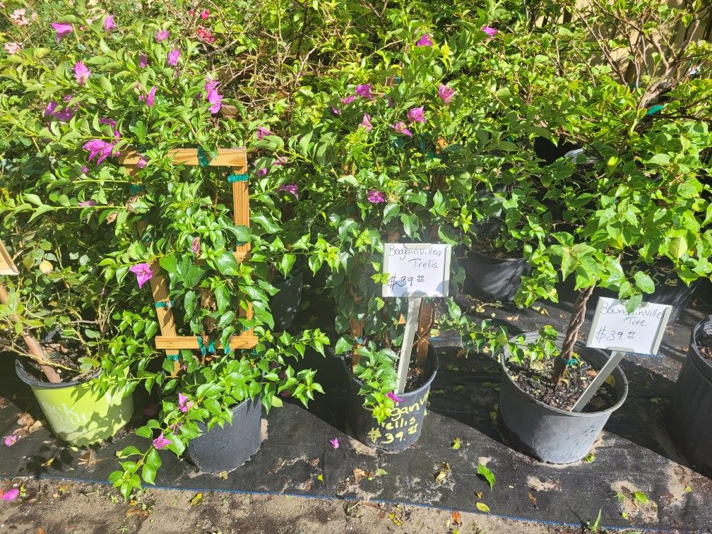 Bouganvilleas Trellis/ Bushes