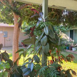 Ule Plant 