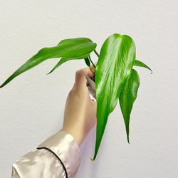 Monstera Burle Marx Flame Plant