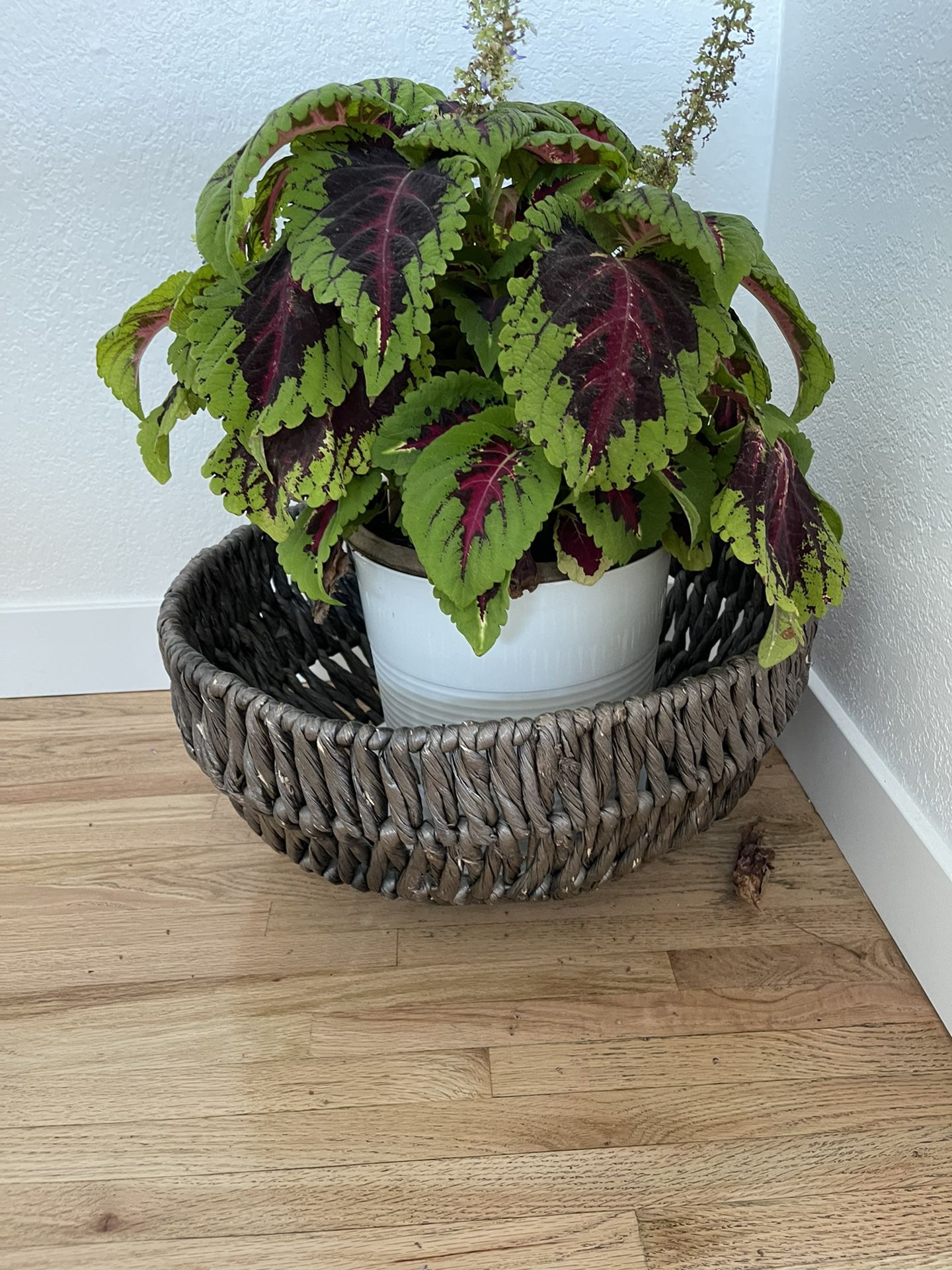 Seaweed/ wicker basket storage, blanket basket 🧺 or planter 