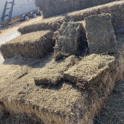 Alfalfa (Rain Damage) Not For Horses