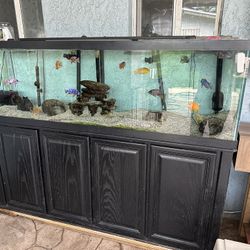 Fish Tank 125gallon