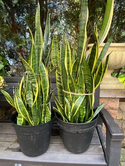 Plant