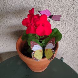 Sweet Geranium For Mother's Day.