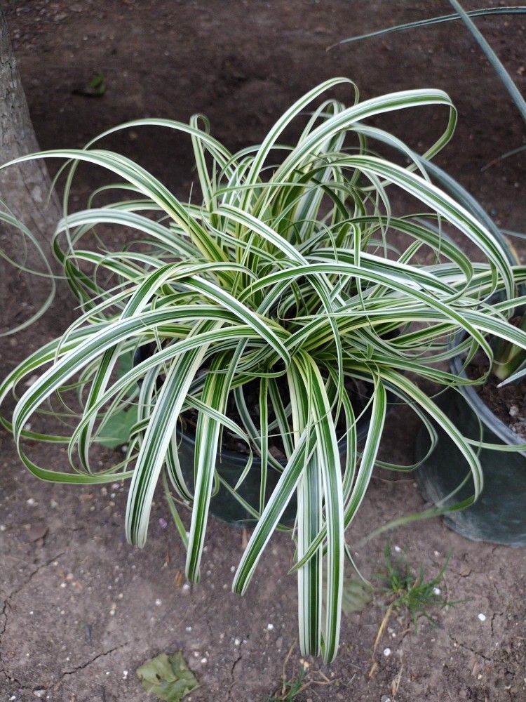 Spider Plant