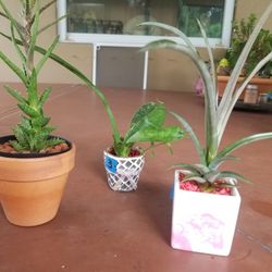 3 for $10 1 terracota, 1 Glass 1 ceramuc