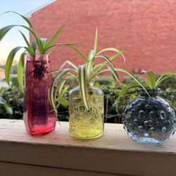 Spider Plant Clippings