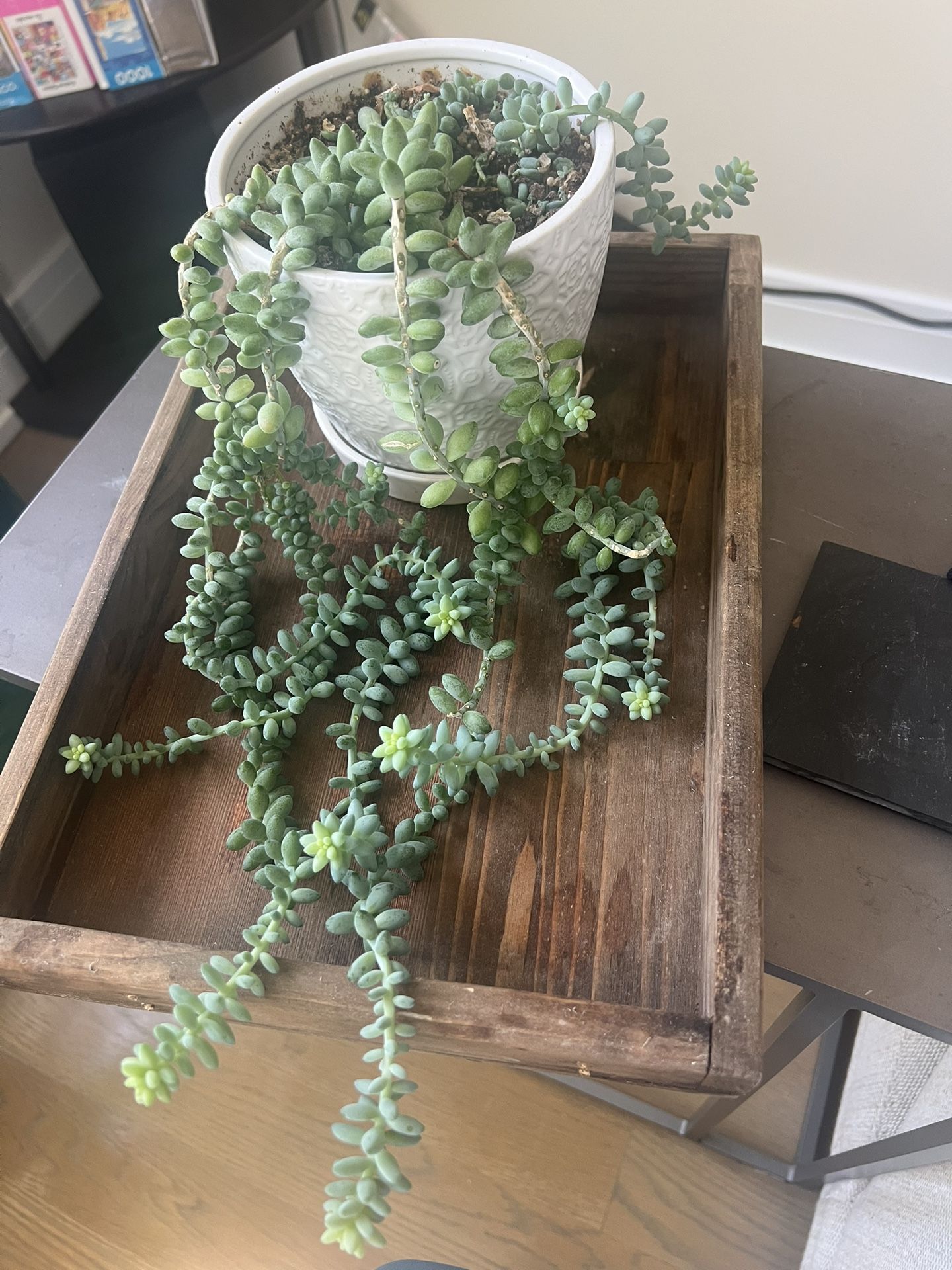 Burros Tail Plant With Planter And Tray Included 