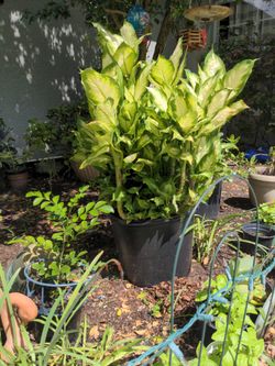 Plant
