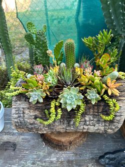 Succulents y cactus arrangement en Tronko