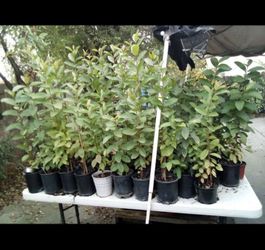 Guava Plants