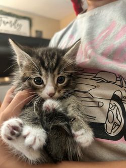 cat tree
