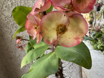 Crown Of Thorns Corona De Cristo