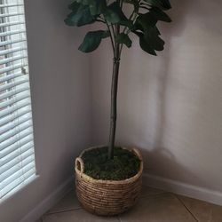 House Plant