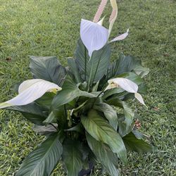 PEACE LILY PLANT ( Indoor - Outdoor Full Shade)