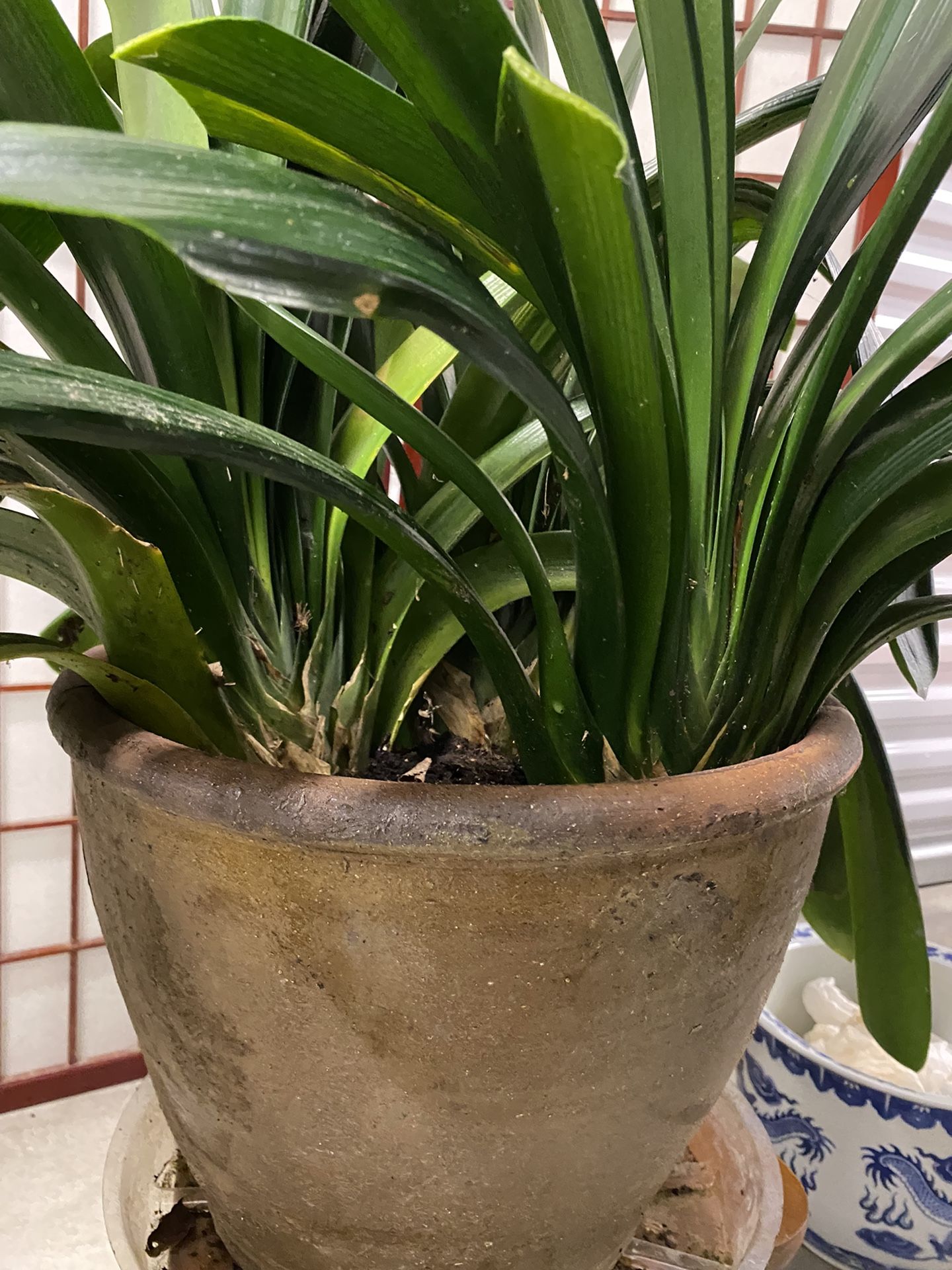 3 pieces lily plant bigger