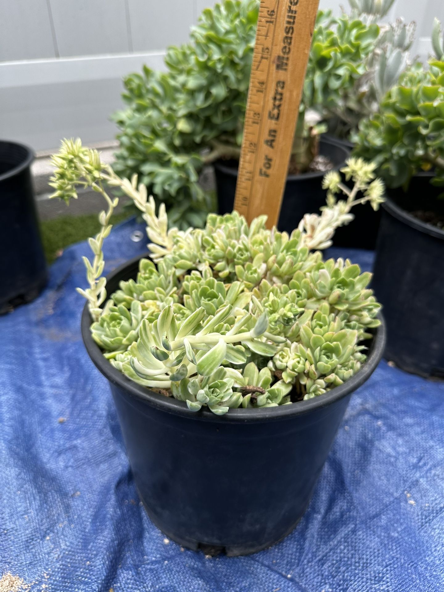 Succulent Plant