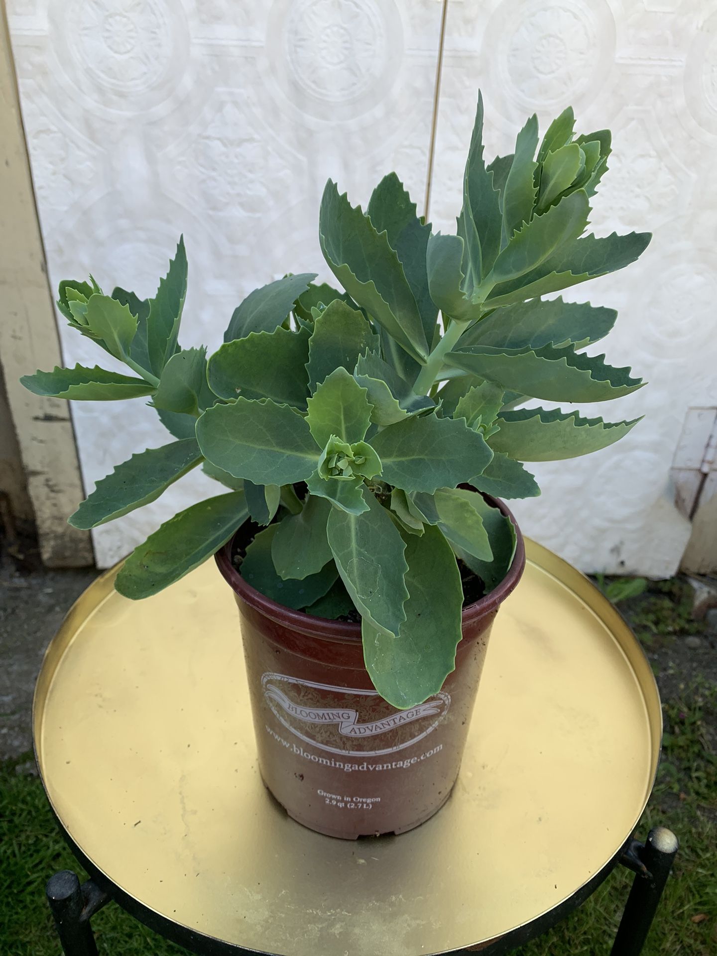 Outdoor Plant