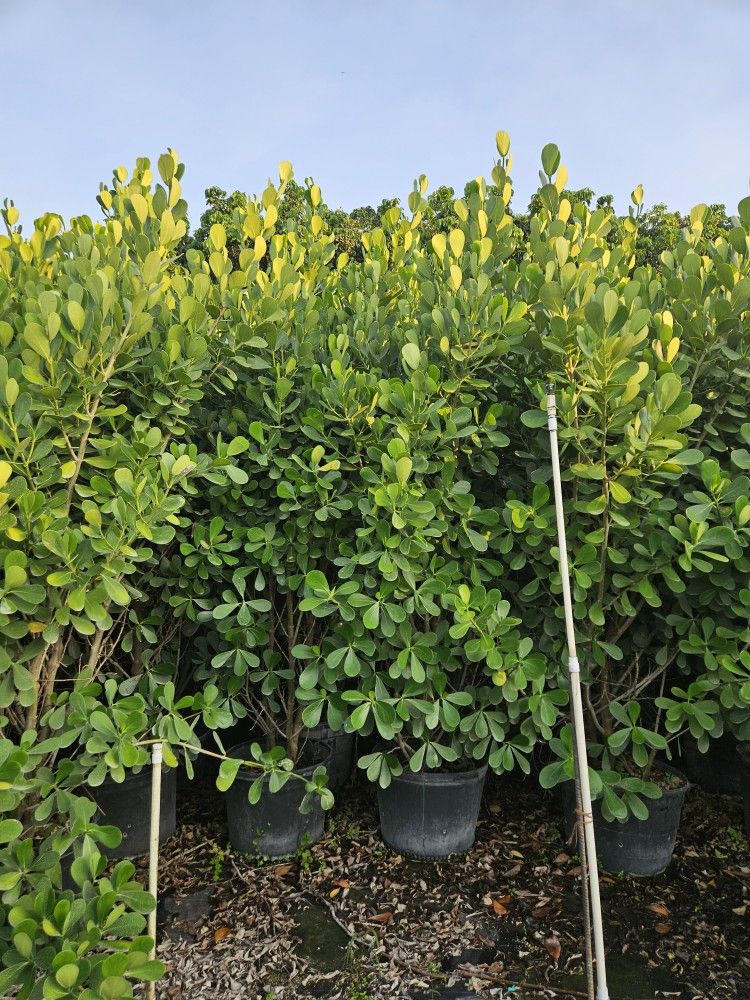 huge clusias over 10 feet tall Instant Privacy Hedge For Fence