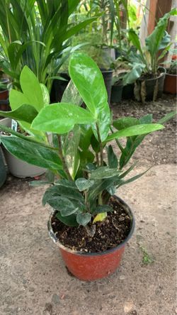 Zz plant in 6 in pot