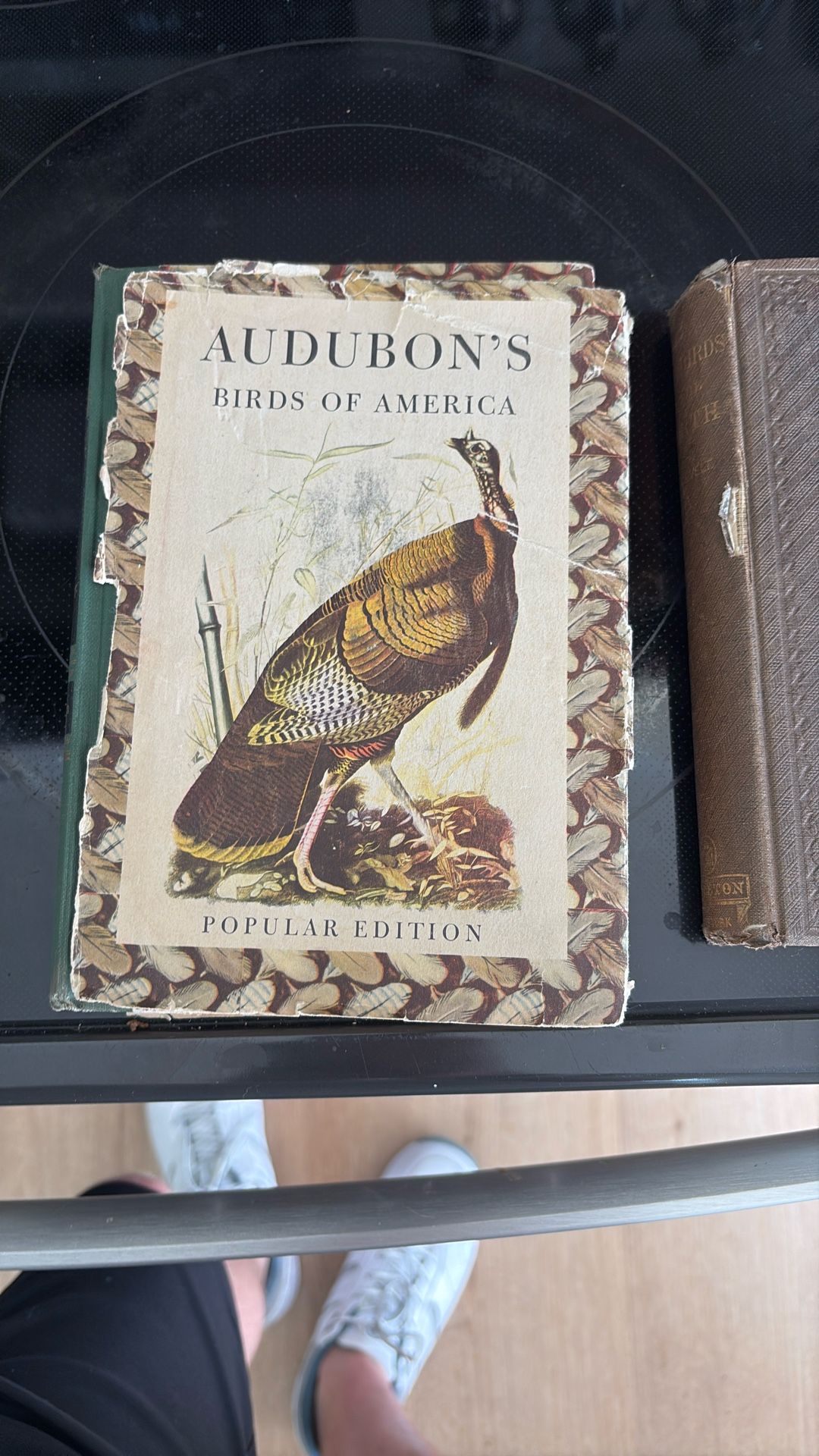 Birds Of North America