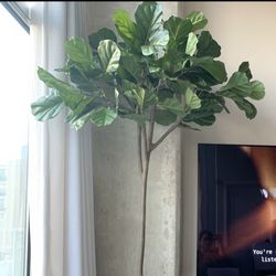Fiddle Leaf Fig Tree Faux