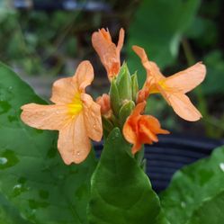 Crossandra kanakambaram firecracker seed