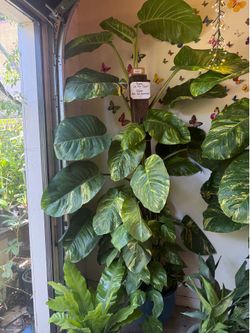 GIANT Hawaiian Pothos RARE plant